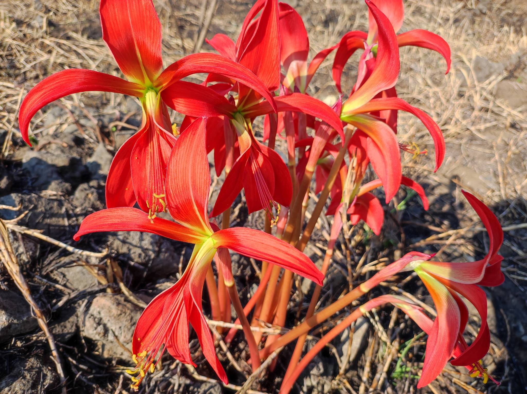 Sprekelia formosissima